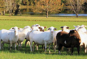Katahdin Ewes